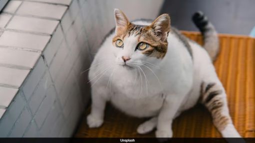 Các bác sĩ thú y đang thử nghiệm một loại thuốc giảm cân ở những con mèo thừa cân